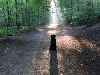 Hundeauslaufgebiet-Meyerspark-Bild