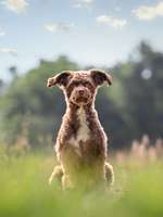 Hundekorb für Leih-Fahrrad-Beitrag-Bild