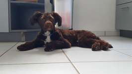 Hund selbst frisieren-Beitrag-Bild