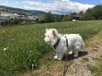 Gen-Test Empfehlungen-Beitrag-Bild