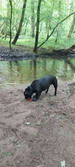 Hundeauslaufgebiet-Wald in Rückingen-Bild