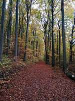 Hundeauslaufgebiet-Dreienberg-Bild