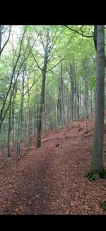 Hundeauslaufgebiet-Dreienberg-Bild