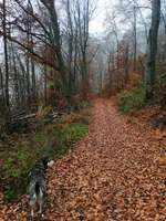 Hundeauslaufgebiet-Dreienberg-Bild