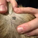 Hautveränderung entdeckt-Beitrag-Bild