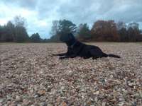 Hundeauslaufgebiet-Truppenübungsplatz-Bild