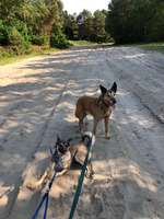 Hundeauslaufgebiet-Truppenübungsplatz-Bild