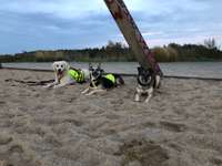 Hundeauslaufgebiet-Osternburger Utkiek-Bild