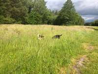 Hundeauslaufgebiet-Truppenübungsplatz-Bild