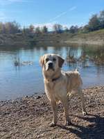 Golden Retriever-Beitrag-Bild