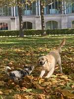 Golden Retriever-Beitrag-Bild