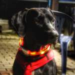 Ersteller:in Cora Profilbild