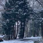 Hundeauslaufgebiet-Hallopark-Bild