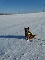 Erfahrungen mit Tierschutzhunden-Beitrag-Bild