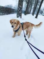 Wo sind die Golden Retriever Liebhaber?-Beitrag-Bild