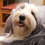 Ersteller:in Iris Profilbild