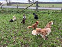 Hundeauslaufgebiet-Hundefreilaufwiese Pattensen- Hüpede-Bild