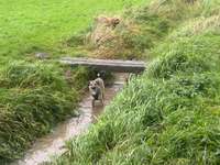 Hundeauslaufgebiet-Hundefreilaufwiese Pattensen- Hüpede-Bild