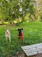 Hundeauslaufgebiet-Hundefreilaufwiese Pattensen- Hüpede-Bild