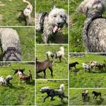 Hundeauslaufgebiet-Hundefreilaufwiese Pattensen- Hüpede-Bild