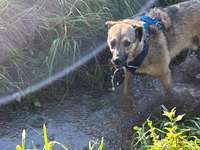 Hundeauslaufgebiet-Hundefreilaufwiese Pattensen- Hüpede-Bild