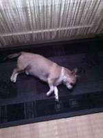 Luftröhrenverengung, herzinsuffizuenz, trauma-Beitrag-Bild