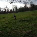 Hundeauslaufgebiet-Waldspielwiese-Bild