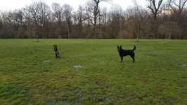Hundeauslaufgebiet-Waldspielwiese-Bild