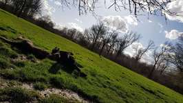 Hundeauslaufgebiet-Waldspielwiese-Bild