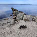 Hundestrand-Pelzerhaken-Bild
