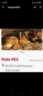 Suchmeldung-Rex-Bild
