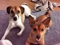 Zweithund - Erfahrungen u. Meinungen-Beitrag-Bild