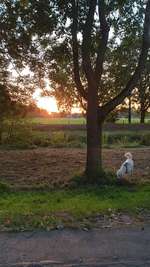 Hundeauslaufgebiet-An der Bäke-Bild