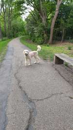 Hundeauslaufgebiet-An der Bäke-Bild