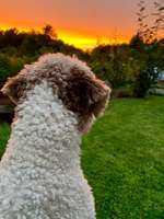 55. Handy Foto Challenge - von hinten, Blick in die Ferne-Beitrag-Bild