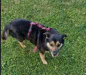 Suchmeldung-Sandy-Bild