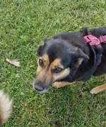 Suchmeldung-Sandy-Bild