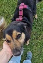 Suchmeldung-Sandy-Bild