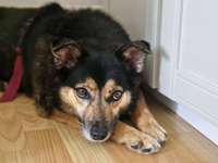 Suchmeldung-Sandy-Bild