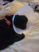 Probleme mit Halskrause-Beitrag-Bild