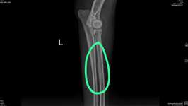 Hund humpelt-Beitrag-Bild