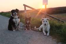 Wandern mit Hund-Beitrag-Bild