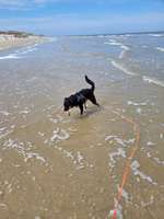 Hundeauslaufgebiet-Weiße Düne-Bild