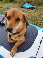 Paddelbord fahren mit Hund?-Beitrag-Bild