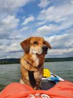 Paddelbord fahren mit Hund?-Beitrag-Bild