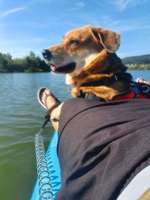 Hundeauslaufgebiet-Hundestrand Werratalsee Ostufer-Bild