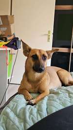 Suchmeldung-Clea-Bild