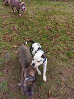 Hundeauslaufgebiet-Lohfelden-Bild