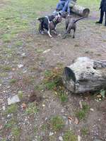 Hundeauslaufgebiet-Lohfelden-Bild