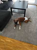 Verwirrung in der ersten Läufigkeit-Beitrag-Bild